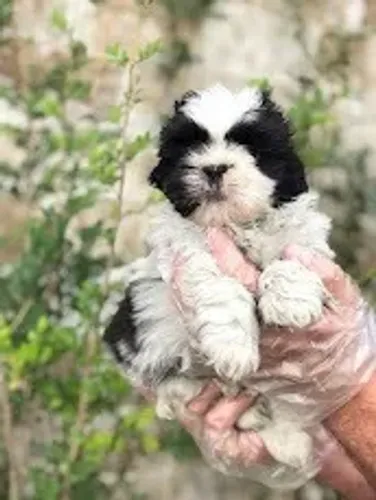 Shih Tzu garantias em contrato (tamanho, e doenças virais, genéticas)