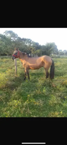 Vende-se égua