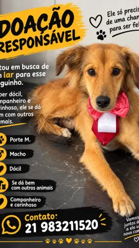 Adoção responsável
