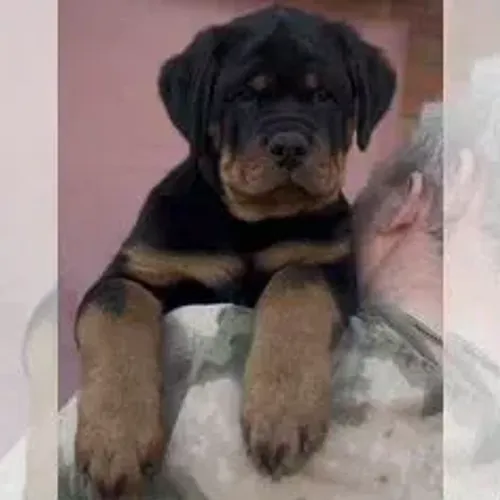 Rottweiler,Rottweiler Filhote Muito Amoroso e Dócil