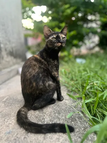 Gata para adoção