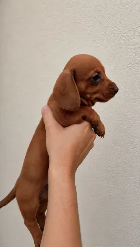 Dachshund- Salsicha