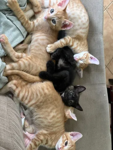 Doa-se gatinhos