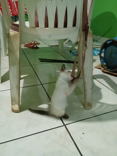 Doação de gatos 