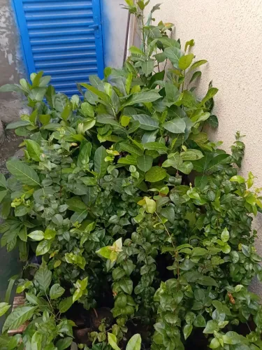Vendo 87 mudas de jaca mole e 23 mudas de pitanga