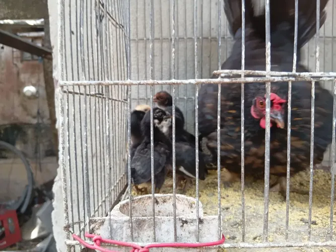 Pintos e galinhas e galo garnise