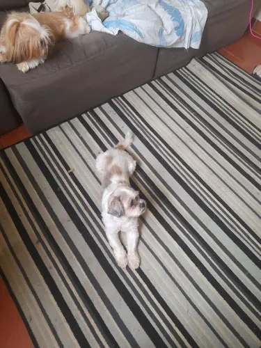 Vendo shitzu 