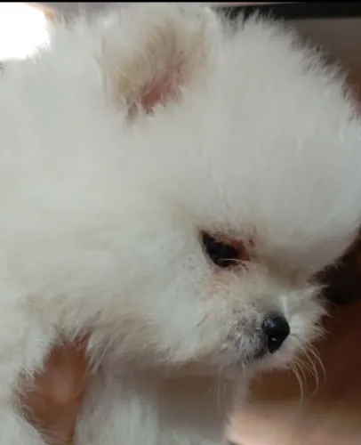 Machinhos lulu da Pomeranêa