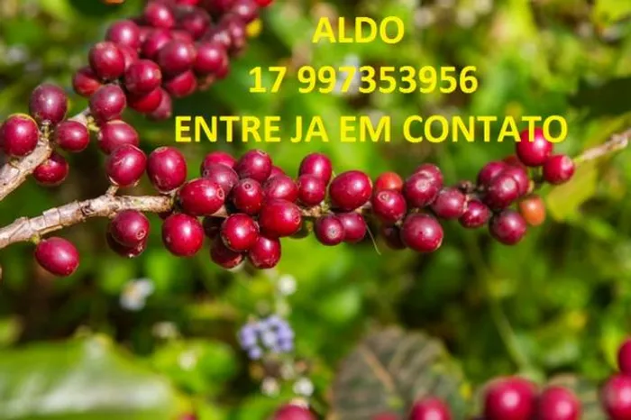 Gel para plantio - 5 anos de estabilidade do solo