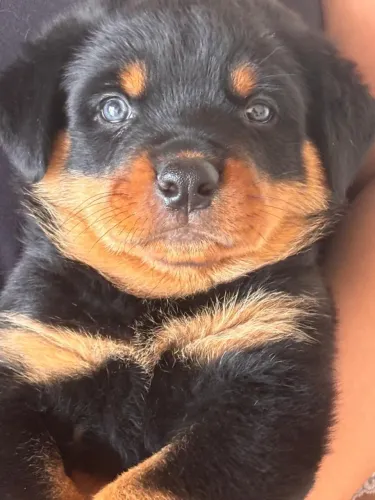Filhotes de Rottweiler. Ótima linhagem, vacinados