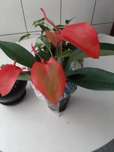 Planta Antúrio rabinho de porco