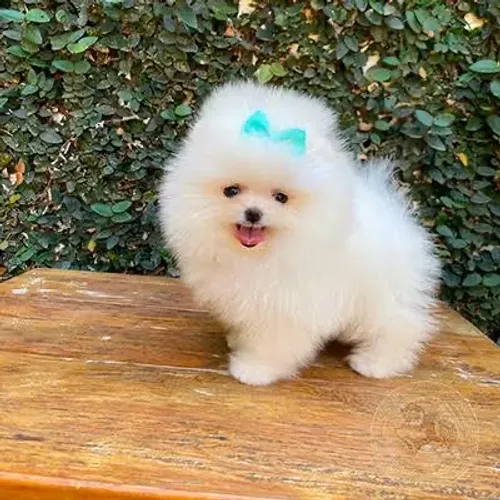 Spitz anao 100% disponível 
