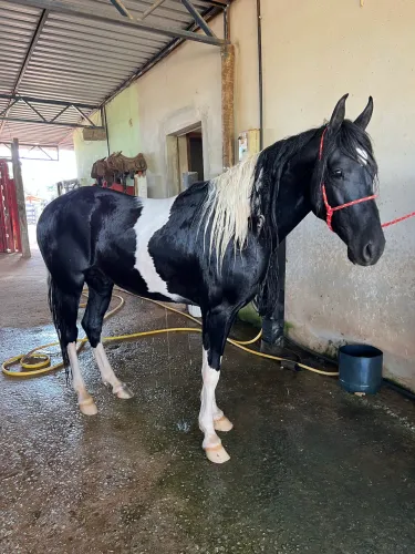 Cavalo pampa de preto