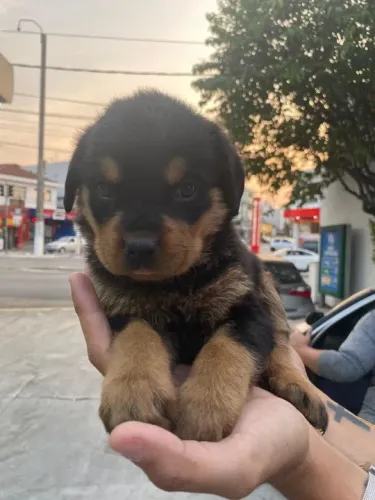 Rottweiler Filhotes com Pedigree e garantia de saude