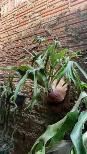 Samambaia Chifre de veado