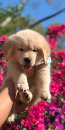 Filhotes de Golden Retriever, ninhada pronta entrega