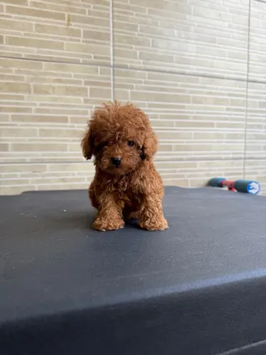 Poodle Toy já está com a primeira dose de vacina e vermifugado