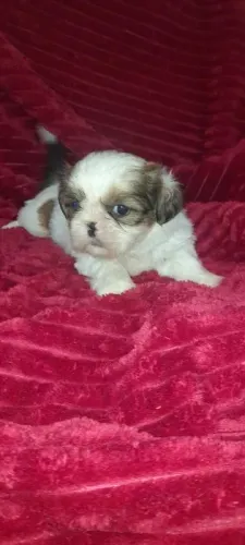 Shih tzu O Cão com a Personalidade Mais Divertida que Você Vai Conhecer!