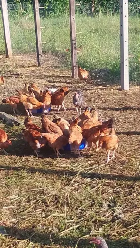 patos e galinhas