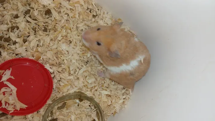 Hamster da raça sirio