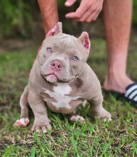 American Bully
