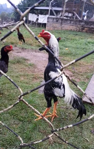 Galo
