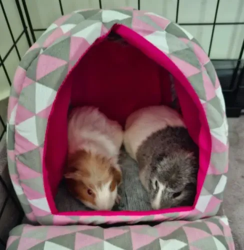 Duas porquinhas da Índia à venda