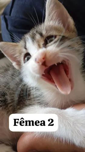 DOAÇÃO DE GATOS FILHOTES