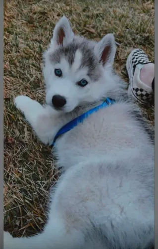 Husky Cachorrinho lindo com jeitinho de queridinho