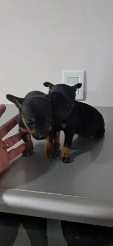 FILHOTE PINSCHER (MACHO )