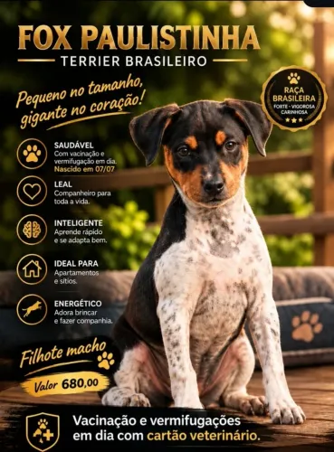 Fox Paulistinha (Terrier Brasileiro)