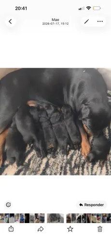 FILHOTE DE ROTWEILLER COM PEDIGREE
