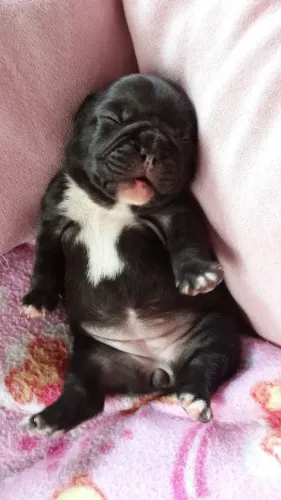 Bulldog frances lindos filhotes