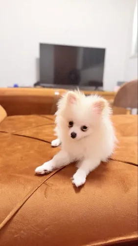 Spitz alemão fêmea