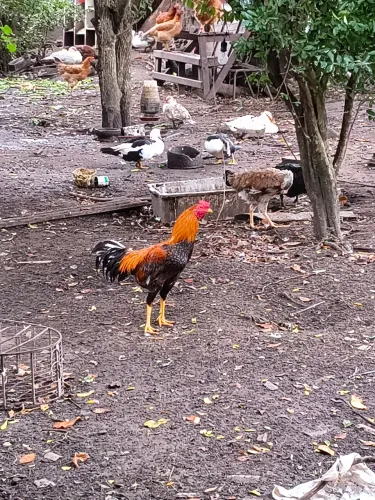 Frangos, patos e galinhas!