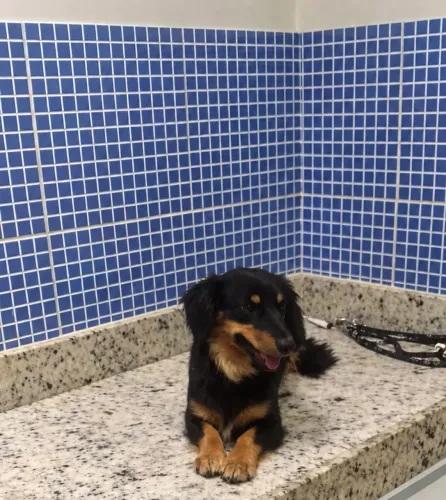 Fêmea basset teckel pelo longo adulta castrada .