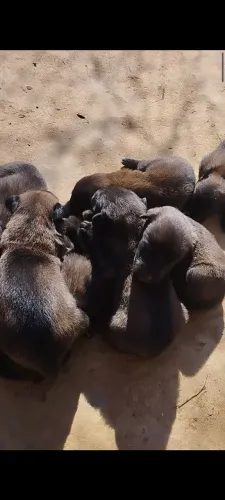 Filhotes pastor belga malinois 