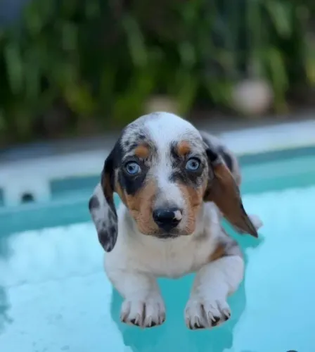 Dachshund