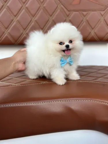     Spitz Alemão 1900 (Lulu da Pomerania anao) Inicial Macho Verdadeiro Ursinho