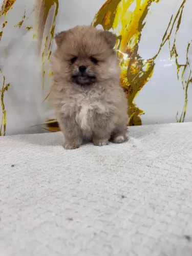 70 dias , lulu de pomeranian femea