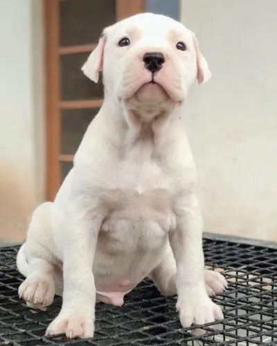 Dogo Argentino Machos e Femeas