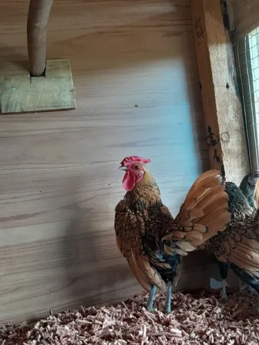 Garnizé Macho da Raça Sebright