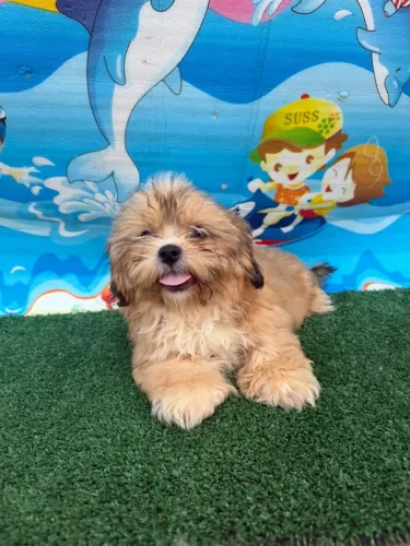 Shihtzu macho