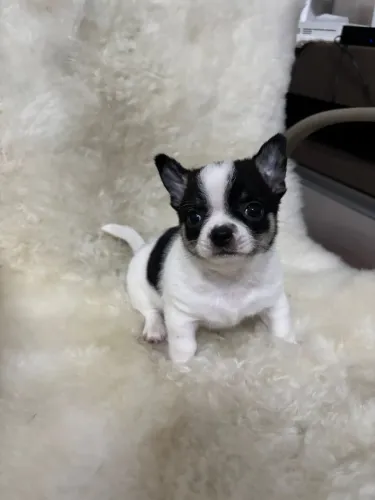 Vendo fêmea de chihuahua