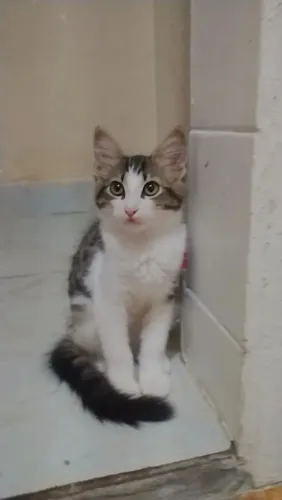 Estou doando uma gatinha tem três meses