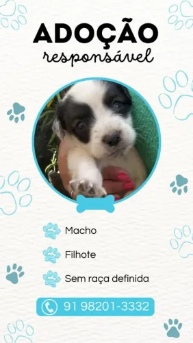 ADOÇÃO FILHOTE MACHO