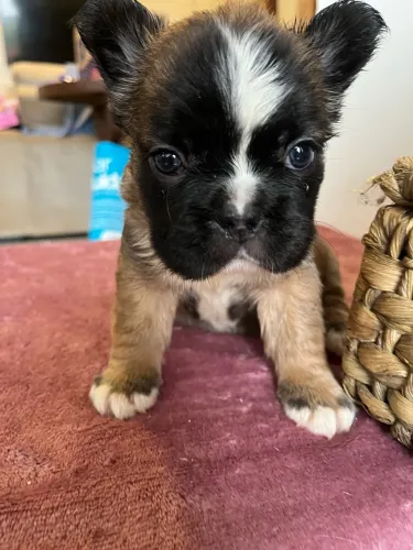 Bulldog francês