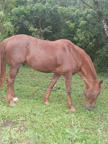 Cavalo marchador