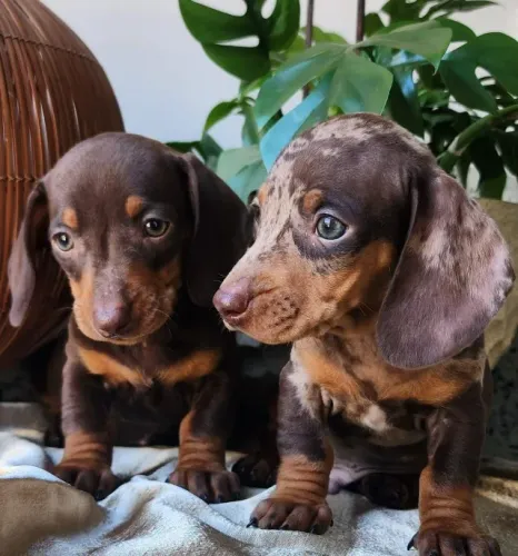 Dachshund Disponível!! Leve Alegria Pra Casa!!