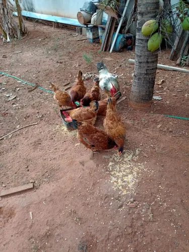 Galinhas e Galos